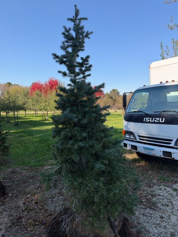 8' CONCOLOR FIR TREE (B&B)