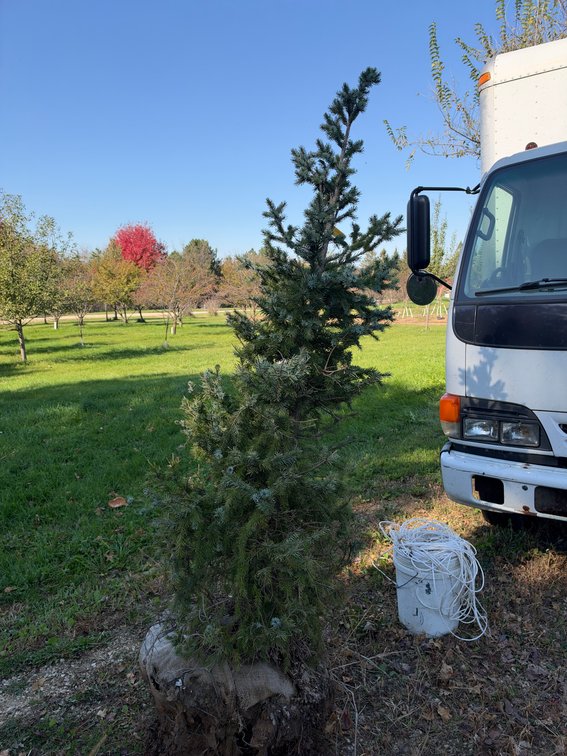 6' SERBIAN SPRUCE TREE (B&B)