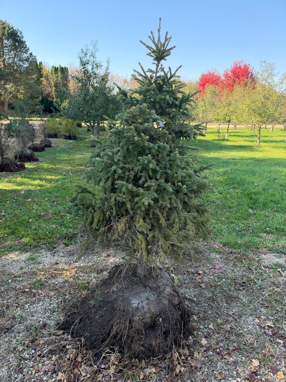8' BLACKHILLS SPRUCE TREE (B&B)