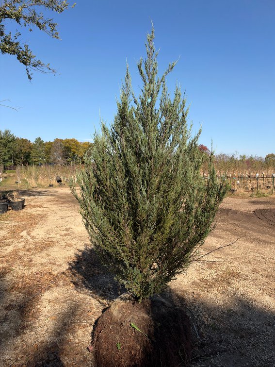 8' BLUE ARROW JUNIPER TREE (B&B)