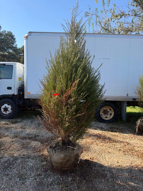 8' BLUE ARROW JUNIPER TREE (B&B)