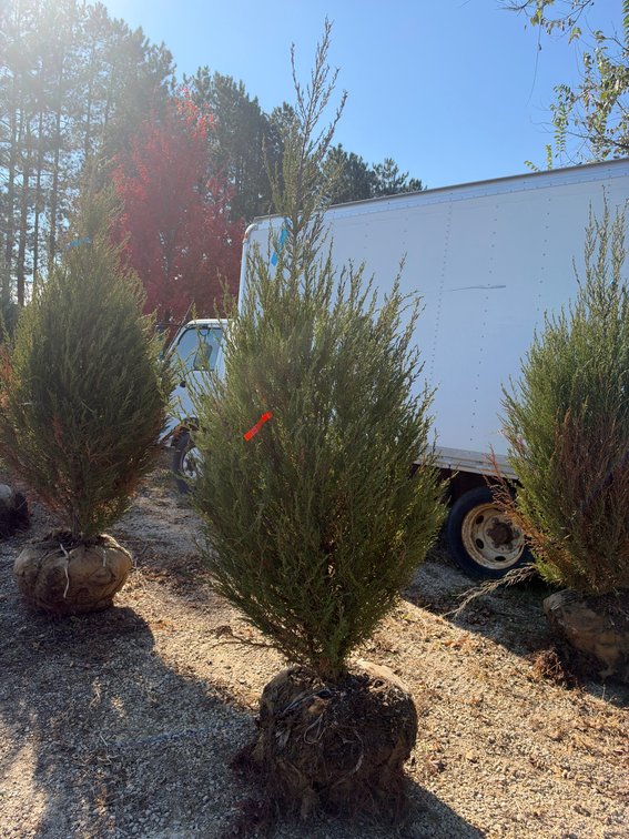 8' BLUE ARROW JUNIPER TREE (B&B)