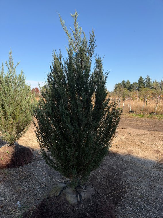 8' BLUE ARROW JUNIPER TREE (B&B)
