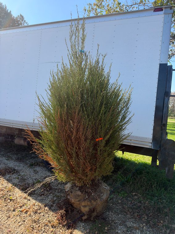 8' BLUE ARROW JUNIPER TREE (B&B)