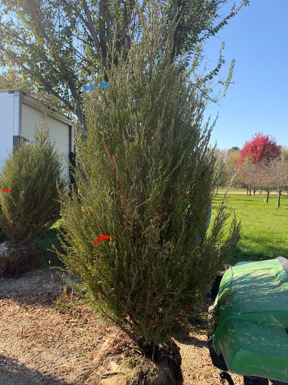 8' BLUE ARROW JUNIPER TREE (B&B)