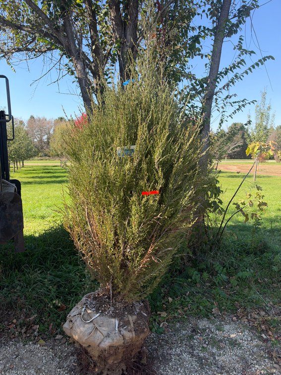 8' BLUE ARROW JUNIPER TREE (B&B)