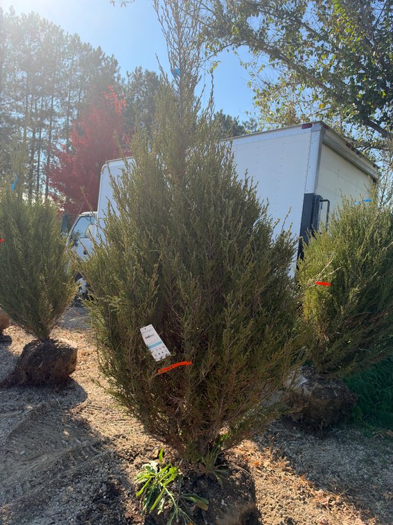 8' BLUE ARROW JUNIPER TREE (B&B)