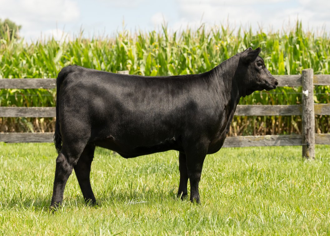 BRAEMAR DONNA 15P