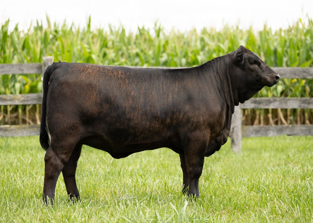 BRAEMAR DONNA 16P