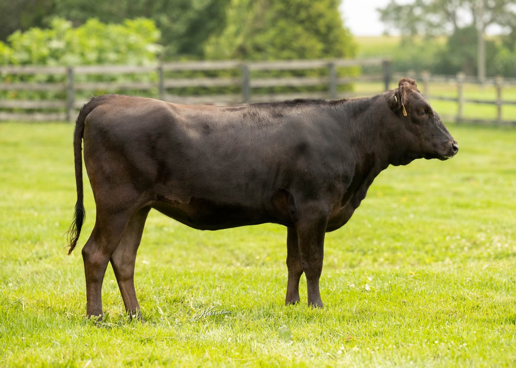 HIDDEN POND FARMS BOND KIMIKO