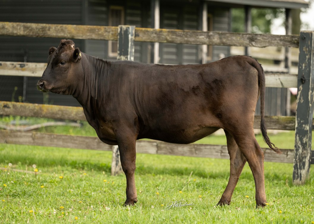 HIDDEN POND FARMS ANTICIPATED KIKO
