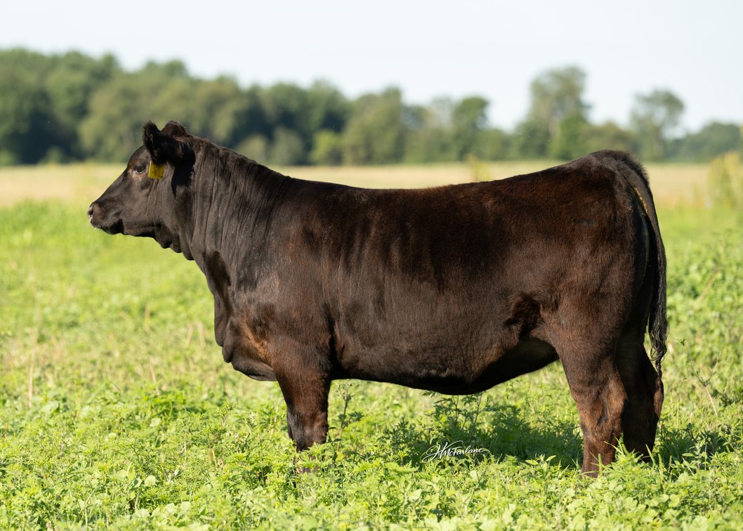 KADE'S ELAINE 92N