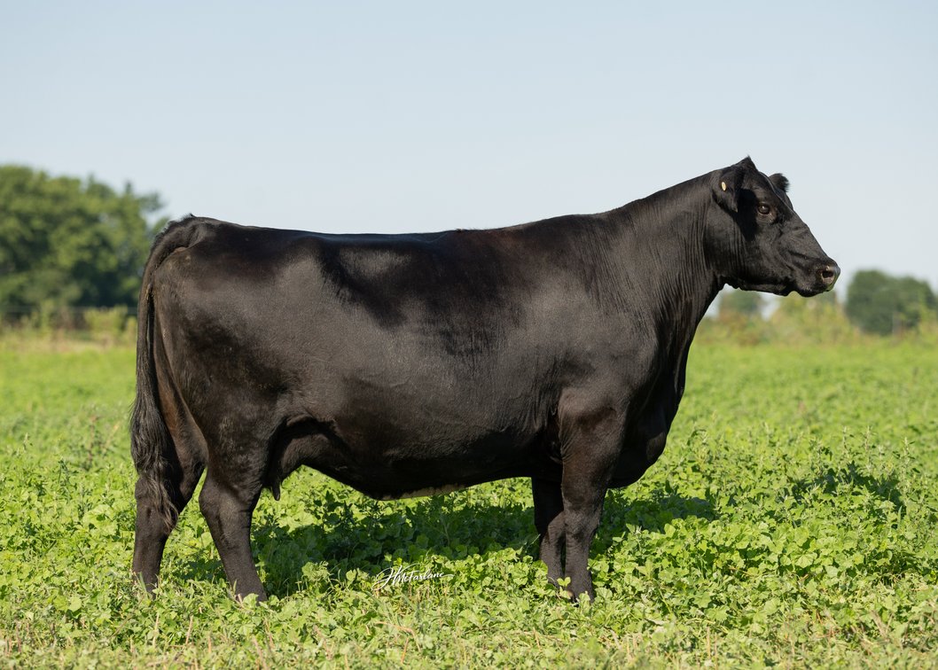 THOMAS ELMARETTA 9302