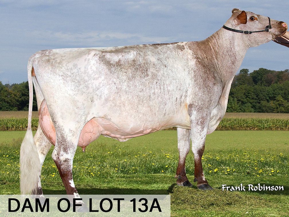 Choice Embryo Lot