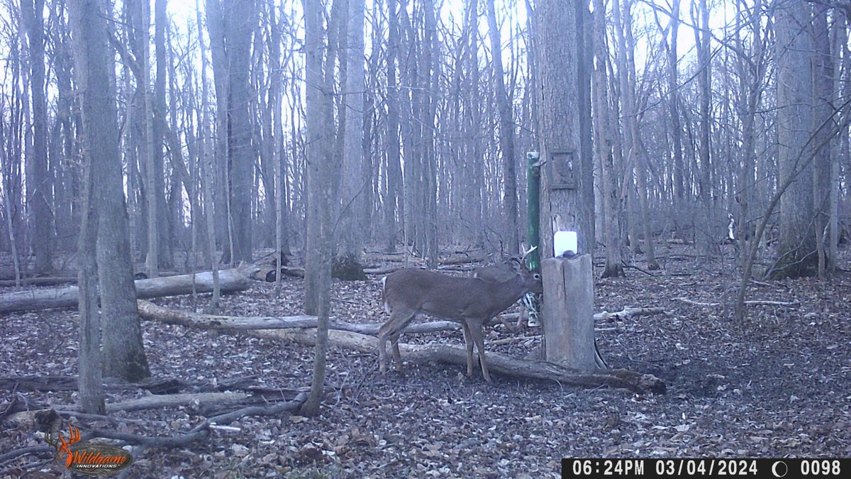 Image for 42 Wooded Acres with Cabin