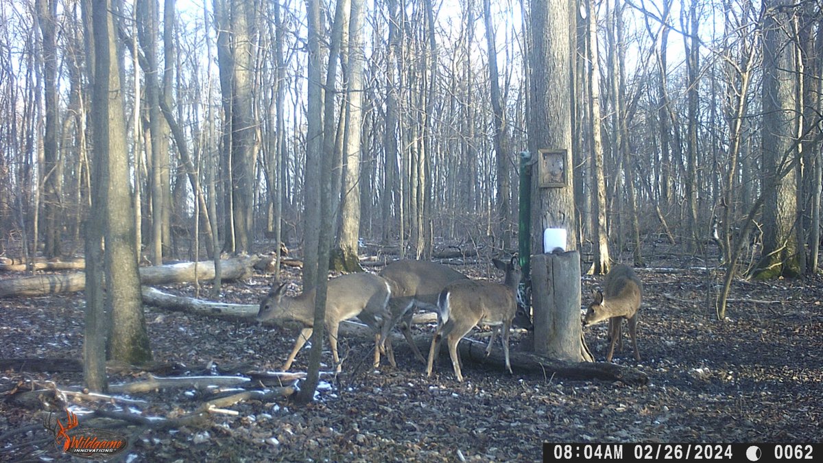 Image for 42 Wooded Acres with Cabin