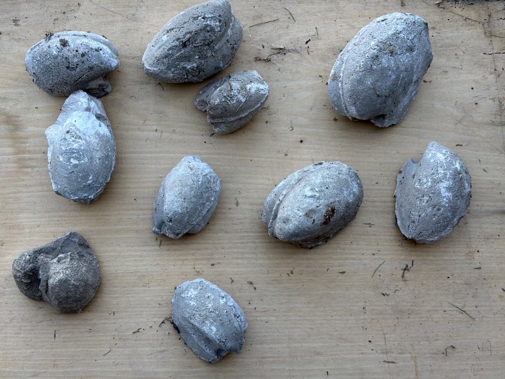 Fossil Bivalve Shell Internal Molds