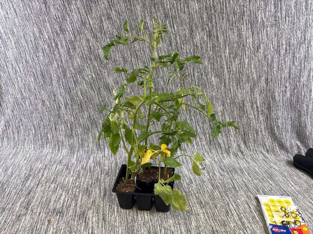 (3) RUTGER TOMATO SLIPS