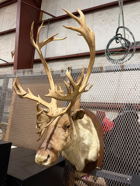 ELK MOUNT