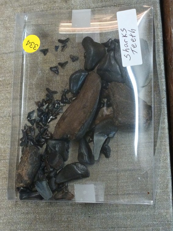 LOT OF SHARK TEETH