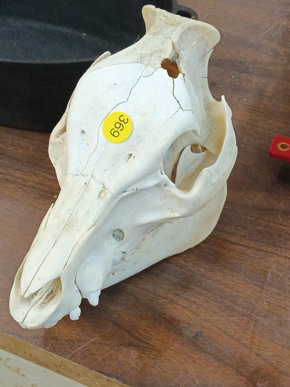ANIMAL SKULL