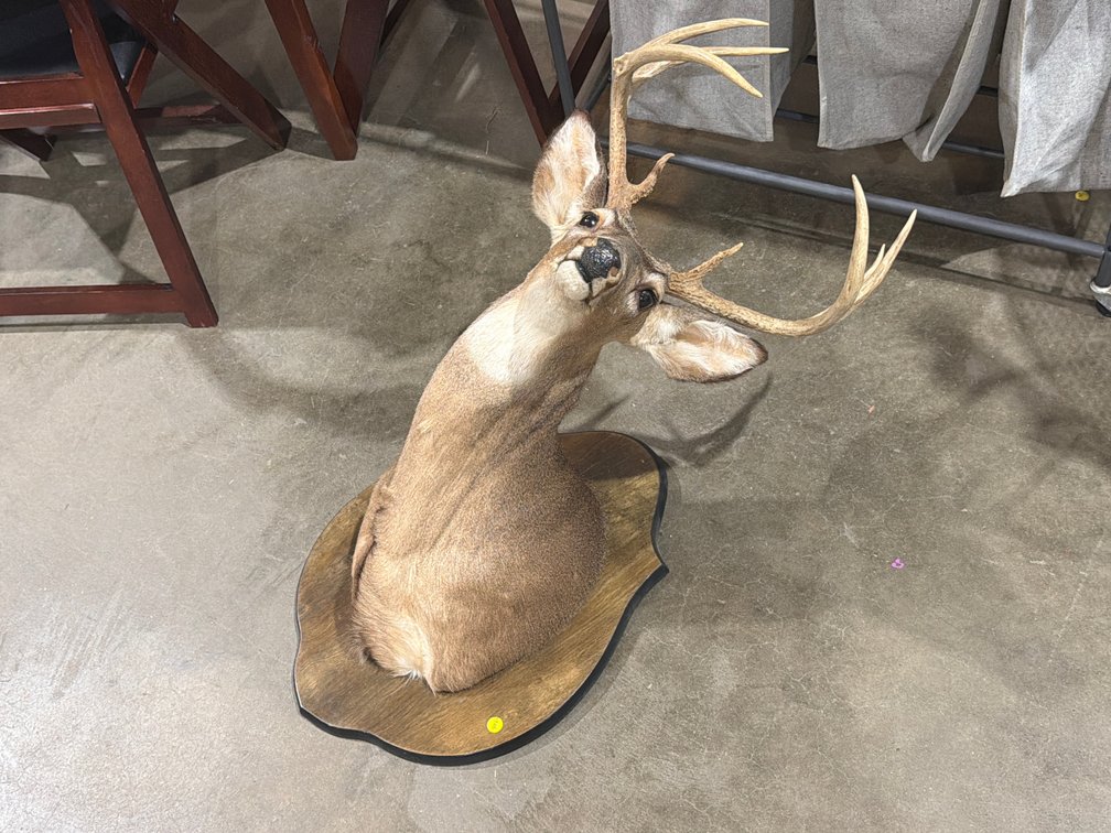 DEER HEAD ON MOUNT