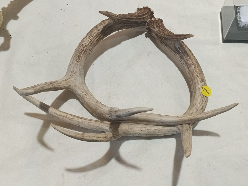 PAIR OF ANTLERS