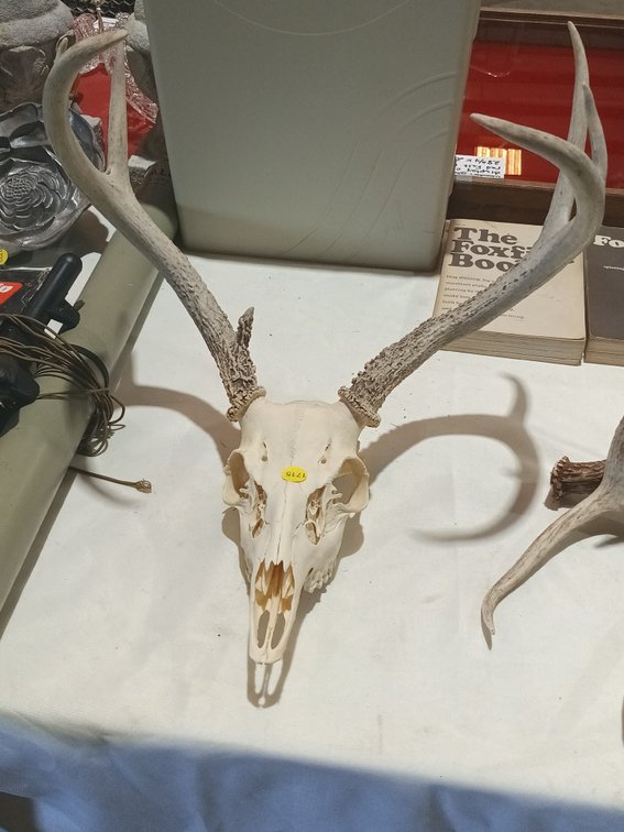 DEER SKULL