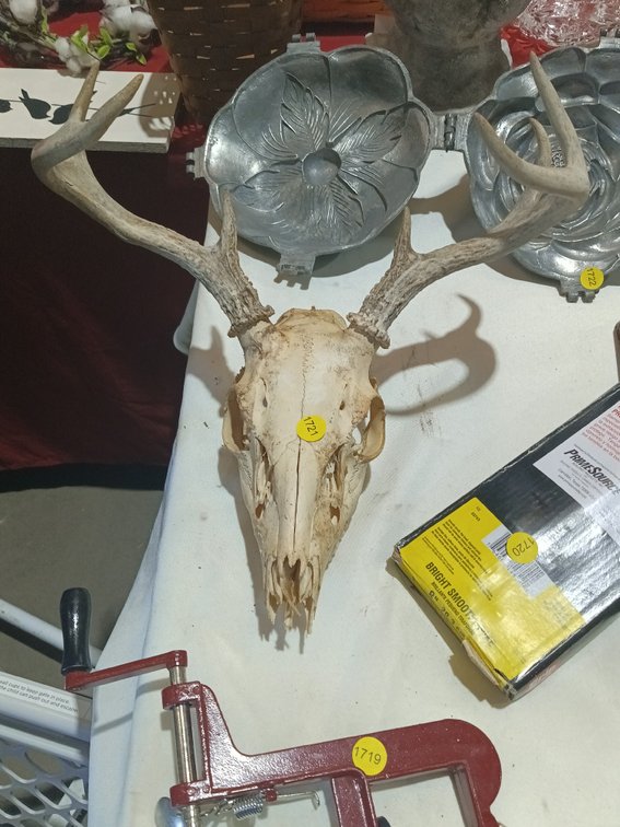 DEER  SKULL