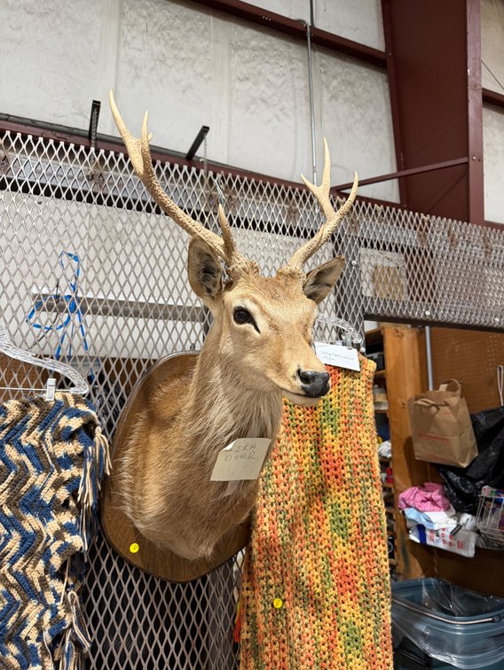 SIKA DEER