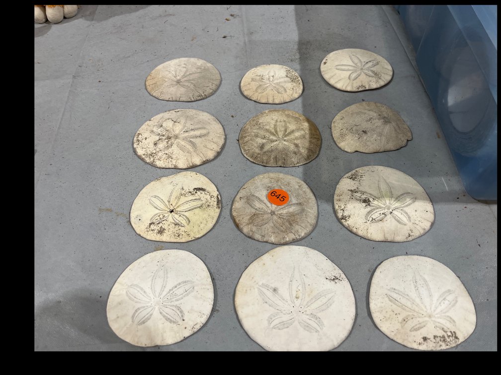 LOT OF SAND DOLLARS