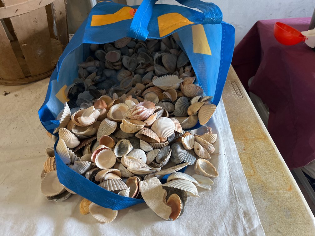 SEASHELL LOT