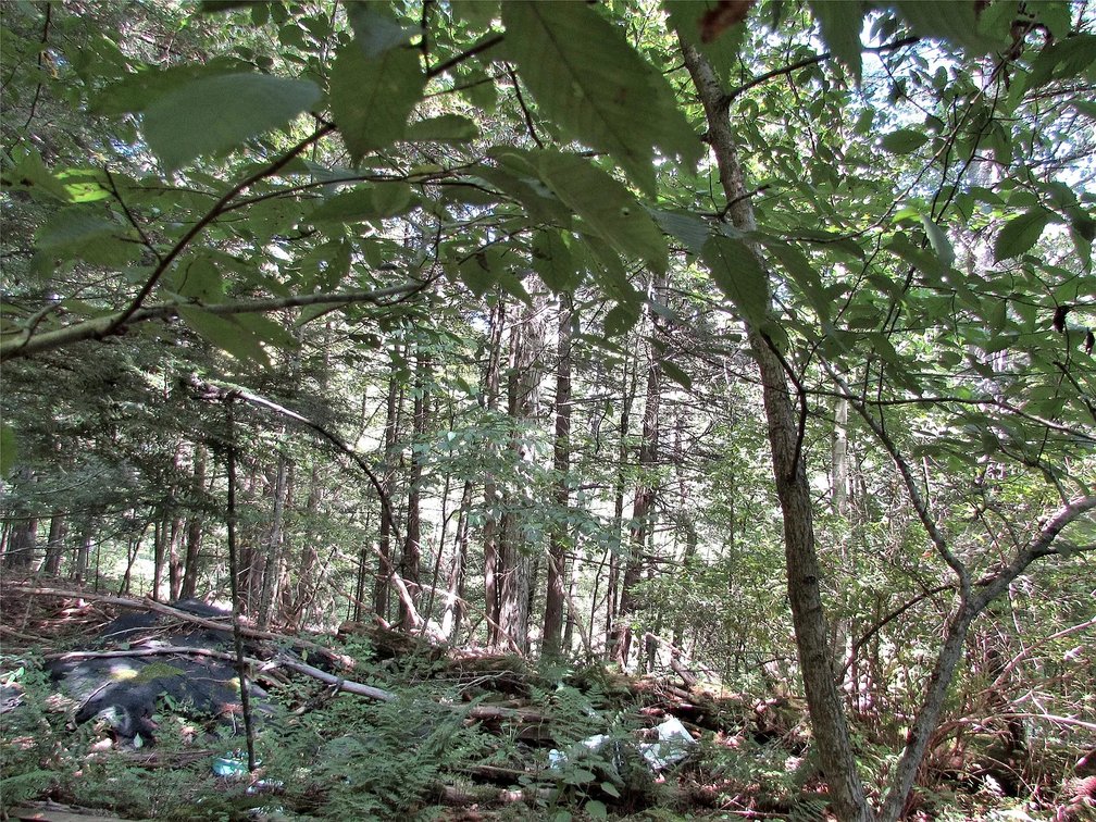 Image for 12 Acre Parcel Sackett Creek Rd - Nichols, NY