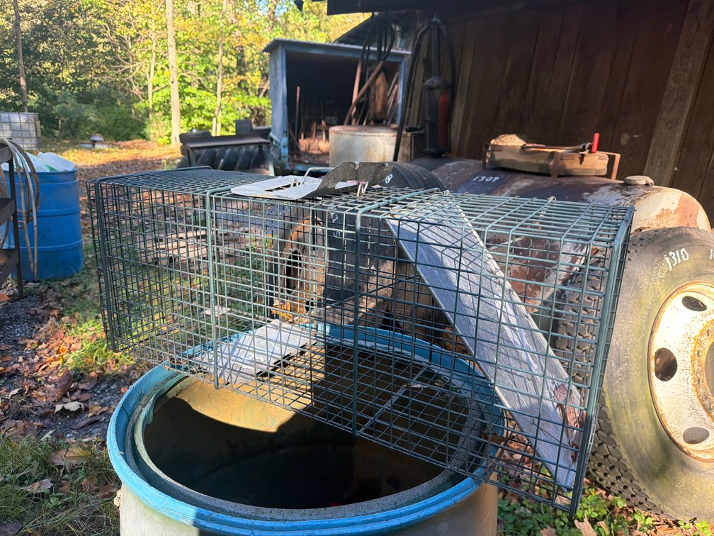 Fox Trap