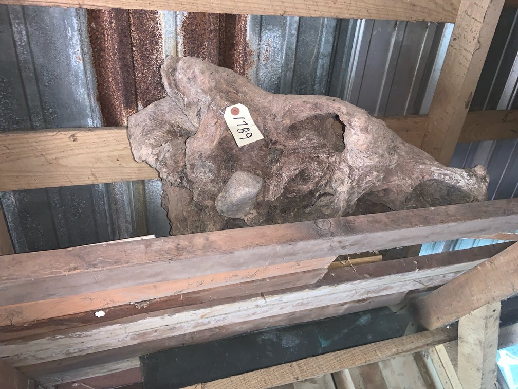 Drift Wood