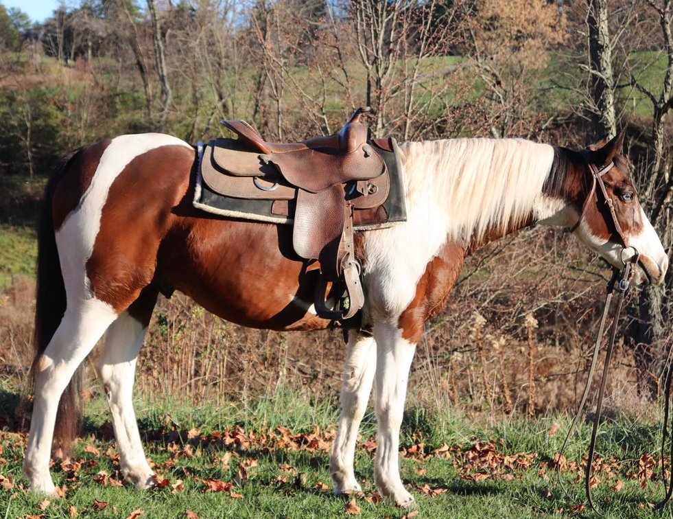 Image for Legacy Livestock Auction Catalog Horse Sale at The Eyler Stables November 25th - Thurmont, MD