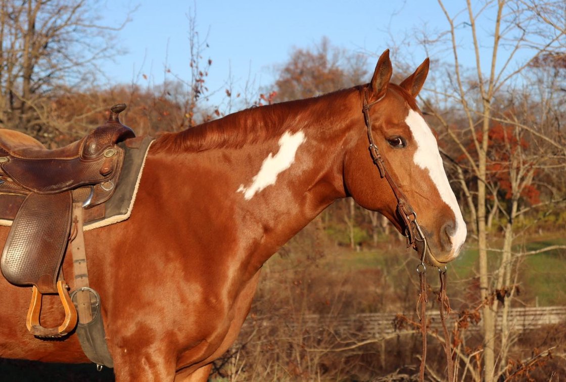 Image for Legacy Livestock Auction Catalog Horse Sale at The Eyler Stables November 25th - Thurmont, MD