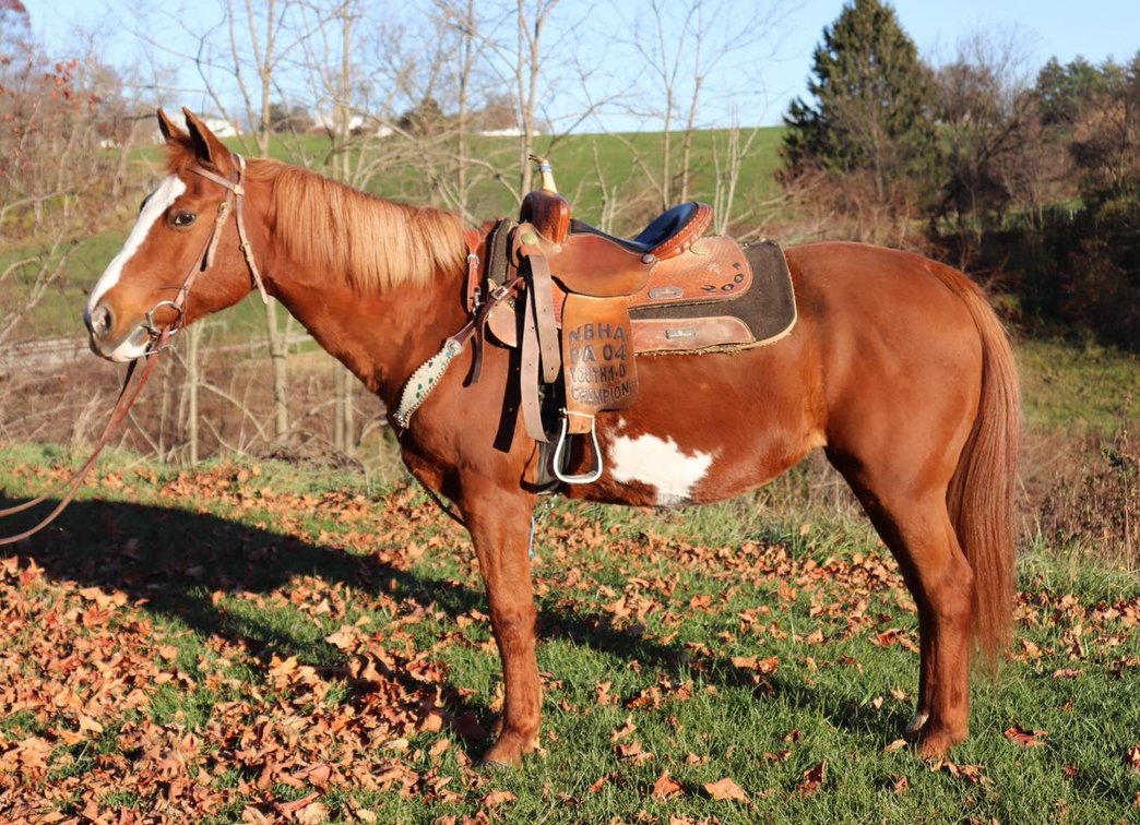 Image for Legacy Livestock Auction Catalog Horse Sale at The Eyler Stables November 25th - Thurmont, MD