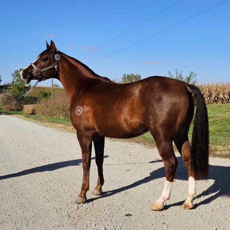 Image for Legacy Livestock Auction Catalog Horse Sale at The Eyler Stables November 25th - Thurmont, MD
