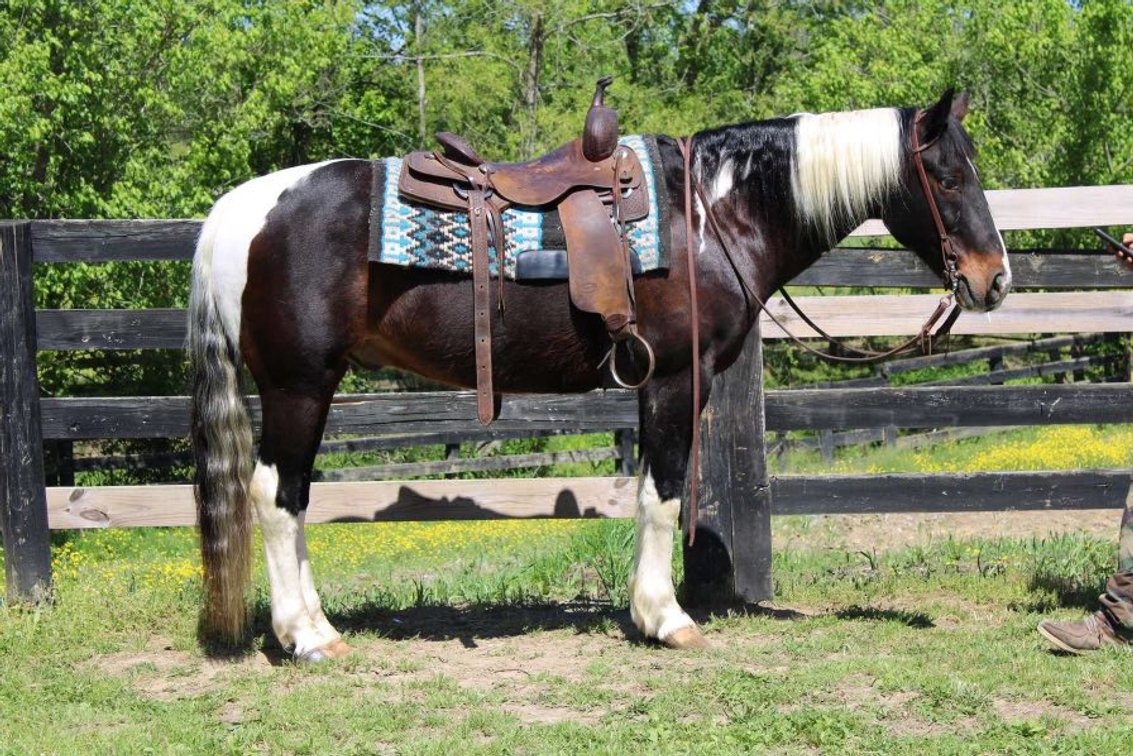 Image for Missouri Horse Auction FRIDAY APRIL 26TH - Springfield, MO