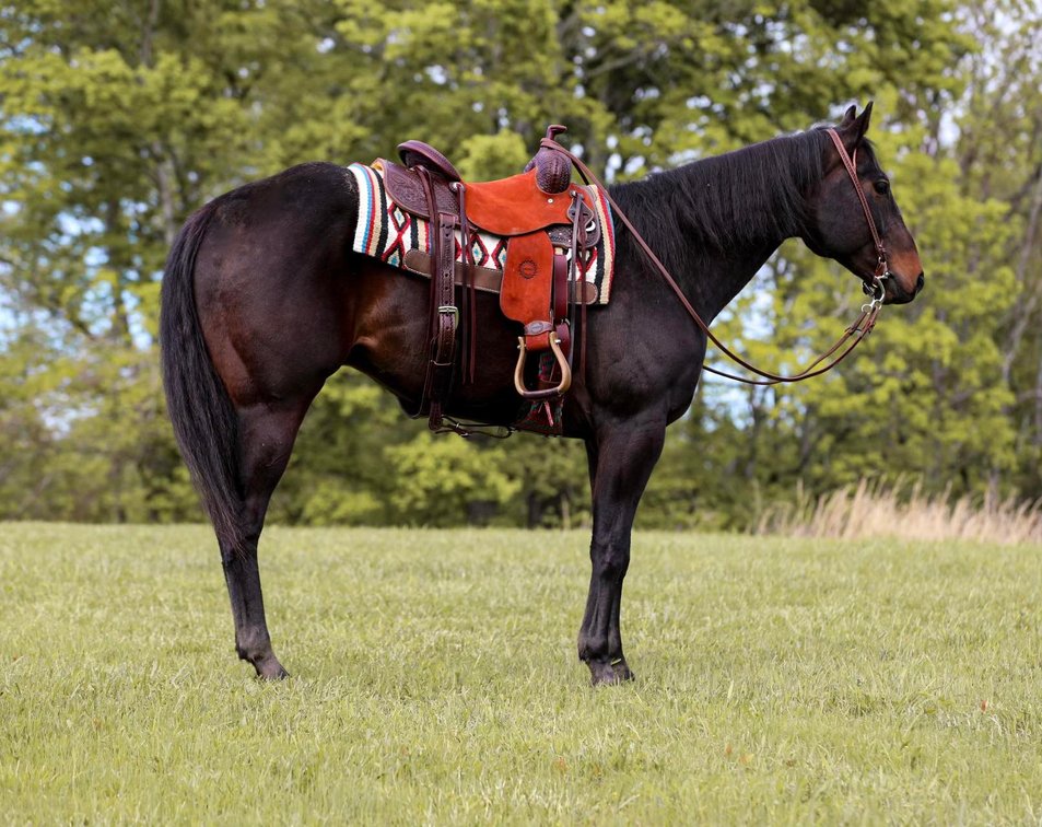 Image for Missouri Horse Auction FRIDAY APRIL 26TH - Springfield, MO