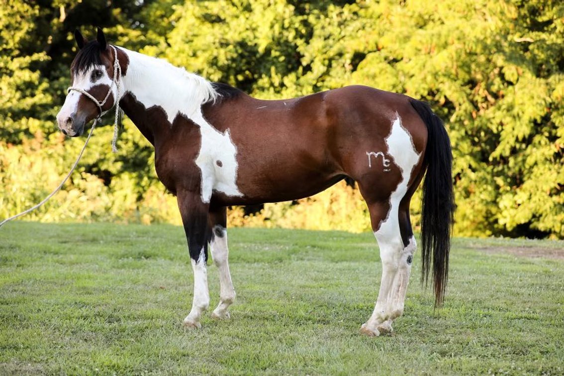 Image for Missouri Horse Auction FRIDAY JUNE 28TH - Springfield, MO