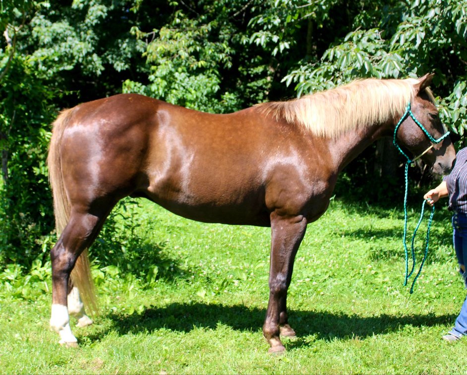 Image for Lumberton Horse and Tack Auction July 2024
