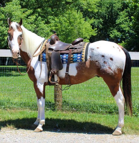 Image for Lumberton Horse and Tack Auction July 2024