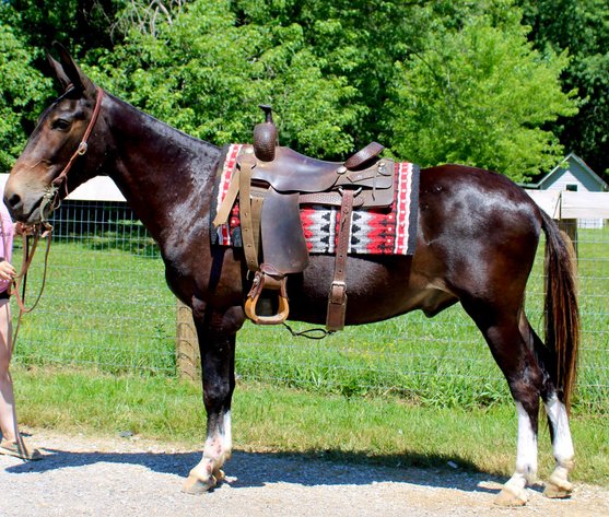 Image for Lumberton Horse and Tack Auction July 2024