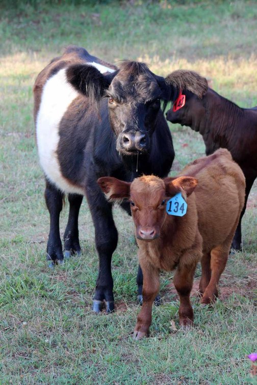 Image for Jones Livestock Auction THURSDAY July 11th -  Jones, Oklahoma