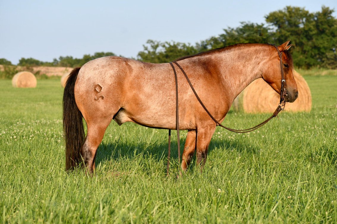 Image for Jones Livestock Auction MONTHLY HORSE & TACK SALE!   Saturday, July 13th!