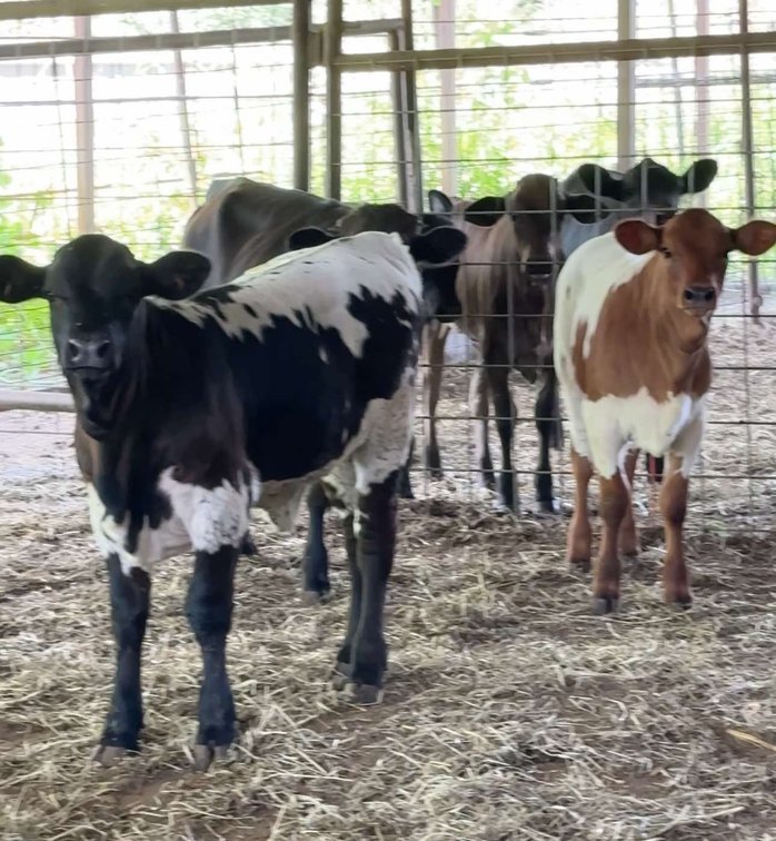 Image for Jones Livestock Auction THURSDAY July 11th -  Jones, Oklahoma