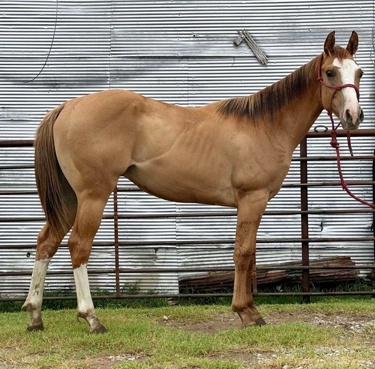 Image for Jones Livestock Auction MONTHLY HORSE & TACK SALE!   Saturday, August 10th!