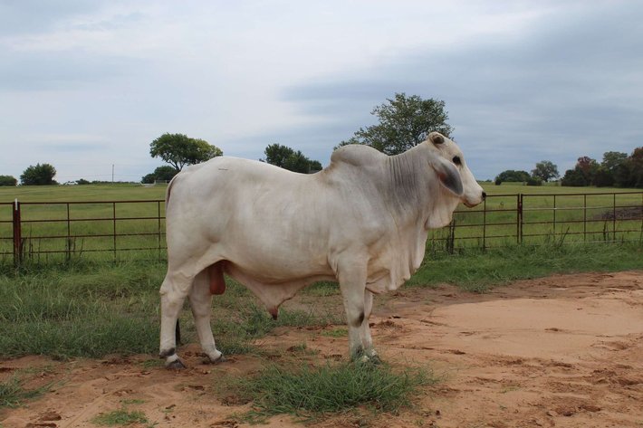 Image for Jones Livestock Auction THURSDAY September 5th -  Jones, Oklahoma